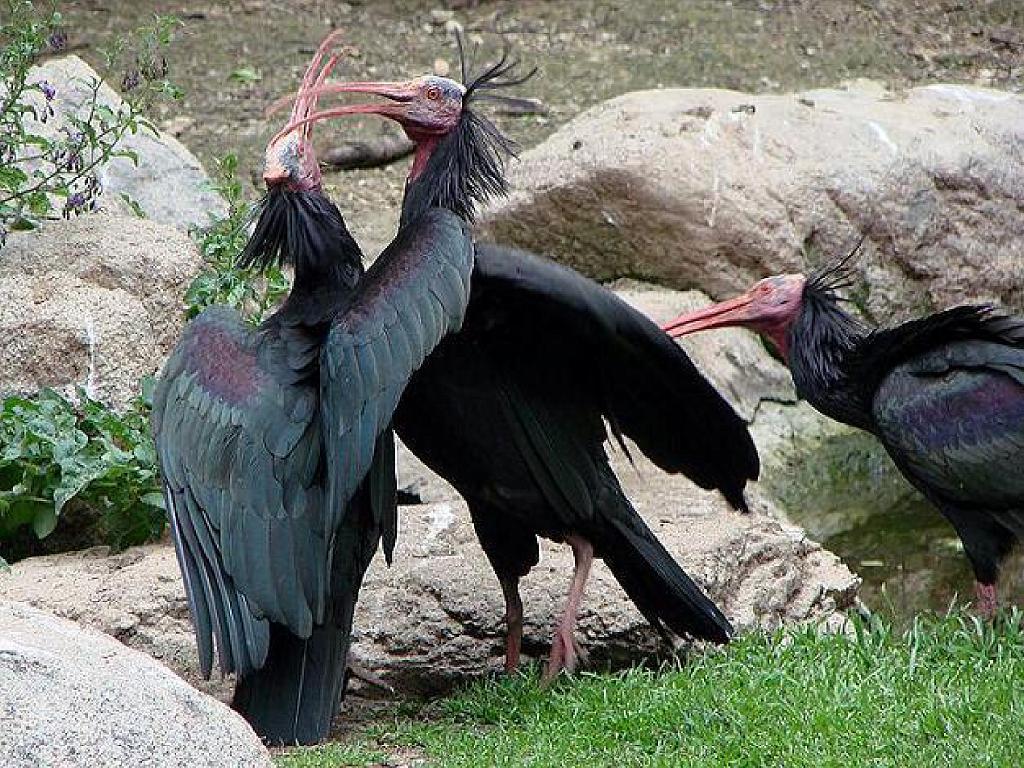 149 BIO PARC DE DOUE LA FONTAINE 4- 2016_000006.jpg